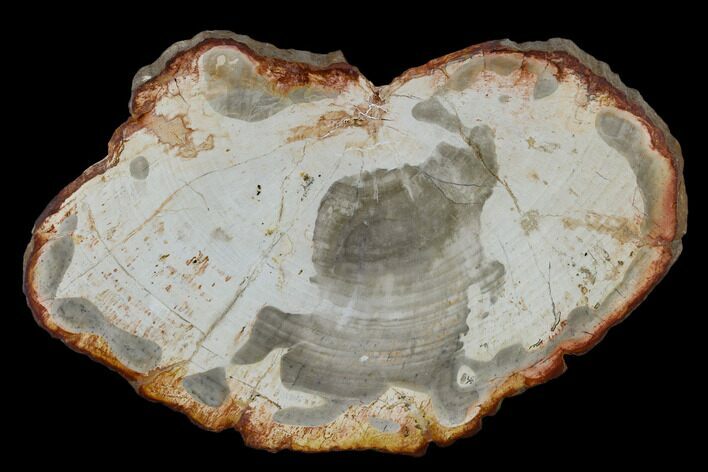 Petrified Wood (Araucaria) Slab - Madagascar #118814